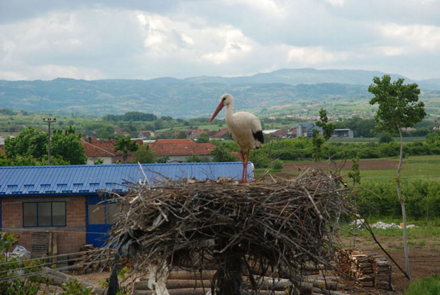 СПАСИЛИ РОДУ ОД СИГУРНЕ СМРТИ: Преживећеш, Злато наша
